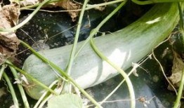 吃瓜群众免费网红瓜,吃瓜群众狂欢盛宴